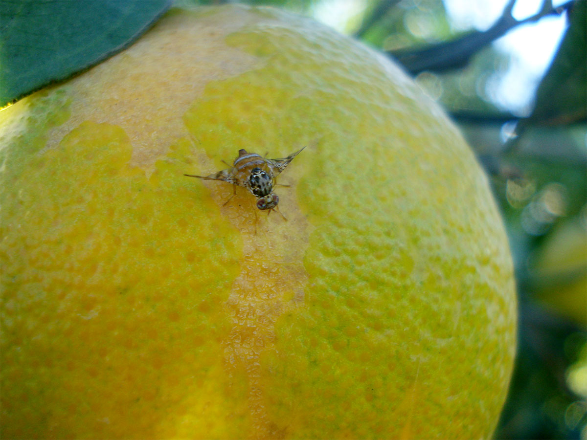 ذبابة الفواكه بروفارت ـ الزراعة في الجزائر